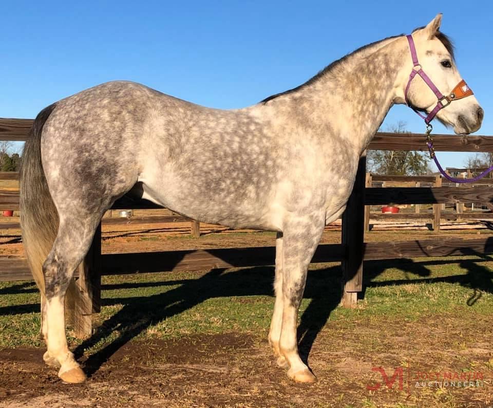 Must Be A Poco Pepto 2016 Grey AQHA Stallion (Must Be A Pepto X GSW Poco Peppy)