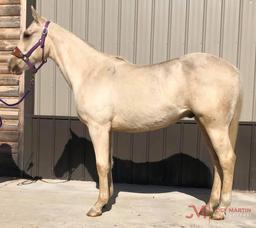 Jessies Golden Smoke 2018 Palomino AQHA Colt (Son Of A Jessie Rey X Miss Bravolena Smoke)