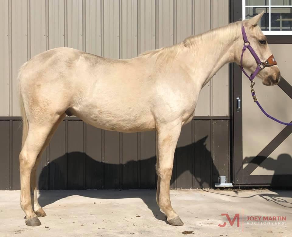 Jessies Golden Smoke 2018 Palomino AQHA Colt (Son Of A Jessie Rey X Miss Bravolena Smoke)