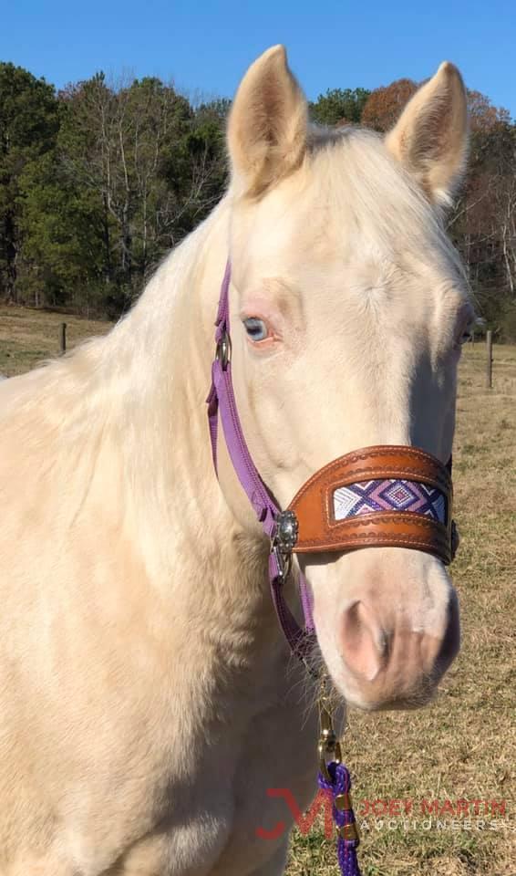 Pass The Cream Sonny 2012 Cremello AQHA Gelding (Son Of A Jessie Rey X Poco Dons Buckskin)