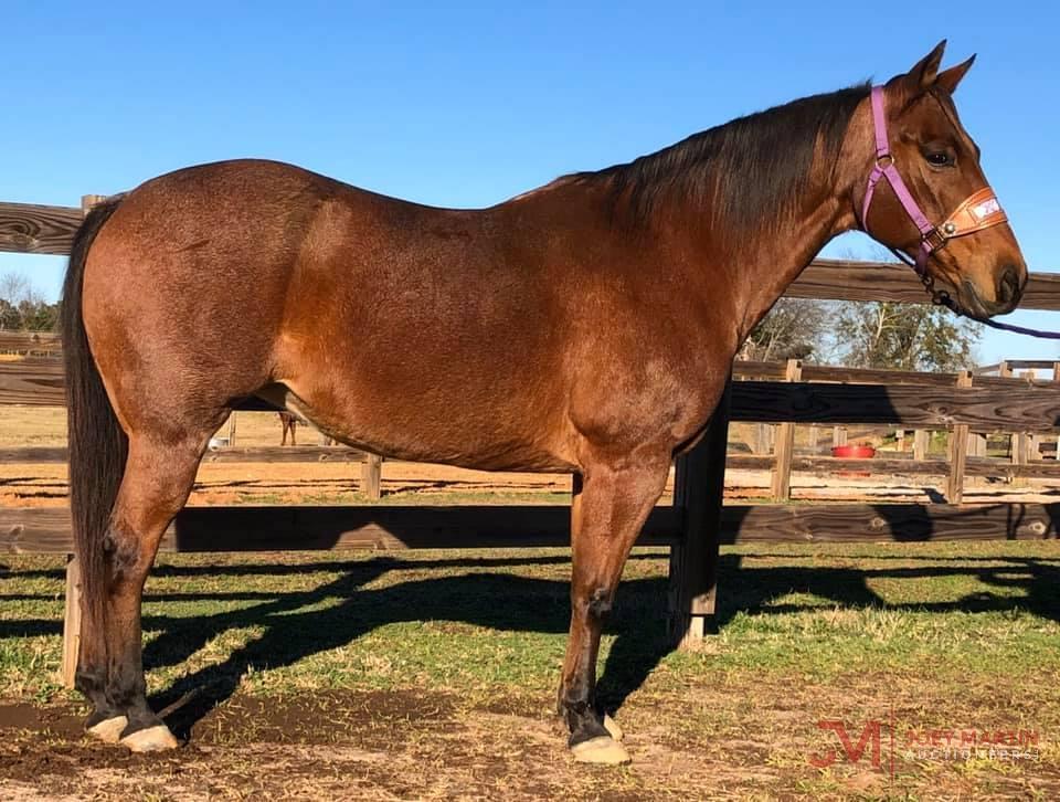 Shorty Boonlight 2004 Bay Roan AQHA Mare (Boonlight Dancer X Shortys Playgirl) NCHA Money Earner