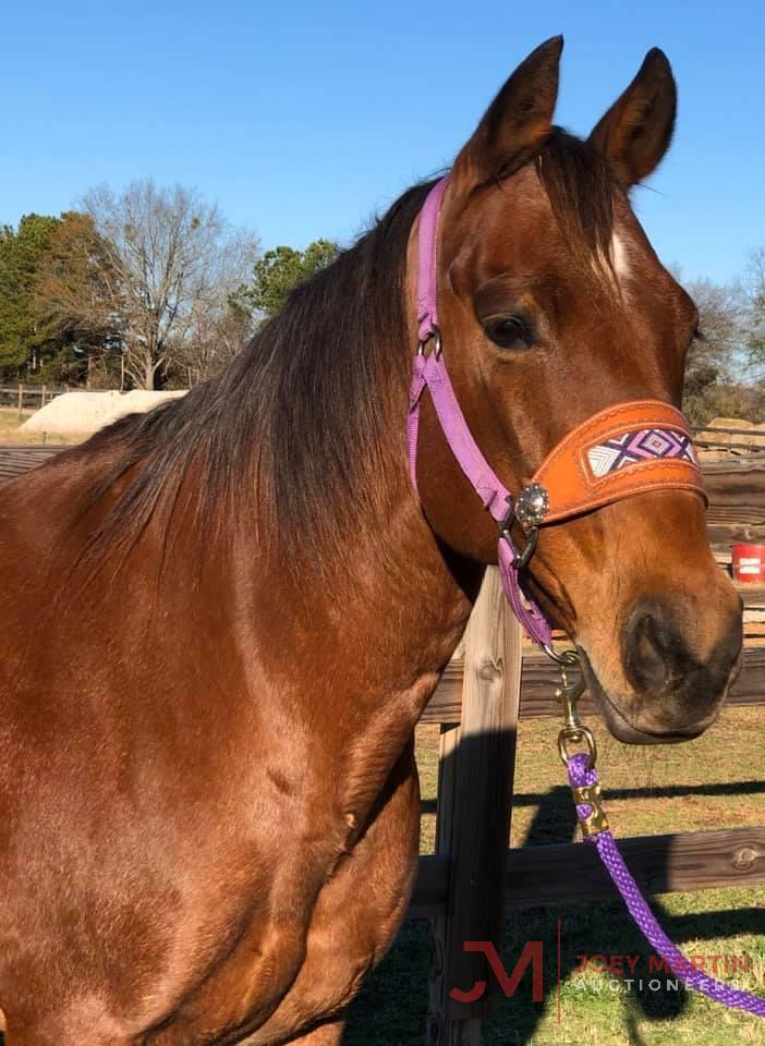 Shorty Boonlight 2004 Bay Roan AQHA Mare (Boonlight Dancer X Shortys Playgirl) NCHA Money Earner