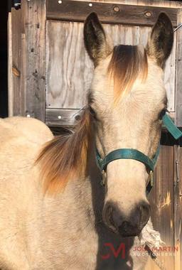 Bailey 2019 Buckskin AQHA Filly - Registration pending (Platinum Vintage X Truichi)