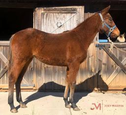 "Callie" 2019 Bay AQHA Filly - Registration pending (Rockin W X SDP Telesis Wood)