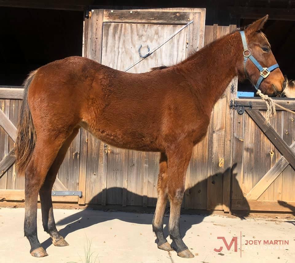 "Callie" 2019 Bay AQHA Filly - Registration pending (Rockin W X SDP Telesis Wood)