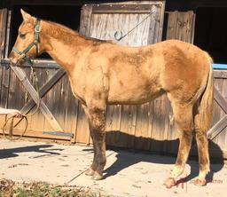 Freya 2019 Dun AQHA Filly - Registration pending (SG Frozen Enterprize X GSW Poco Peppy)