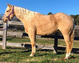 Peptos Prom Lena 2016 Palomino AQHA Mare (Nu N Shiney X Peptos Peppy Poco)