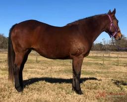 SDP Telesis Wood 2008 Bay AQHA Mare (Lenas Telesis X Zacks Four Wood) NCHA Money Earner