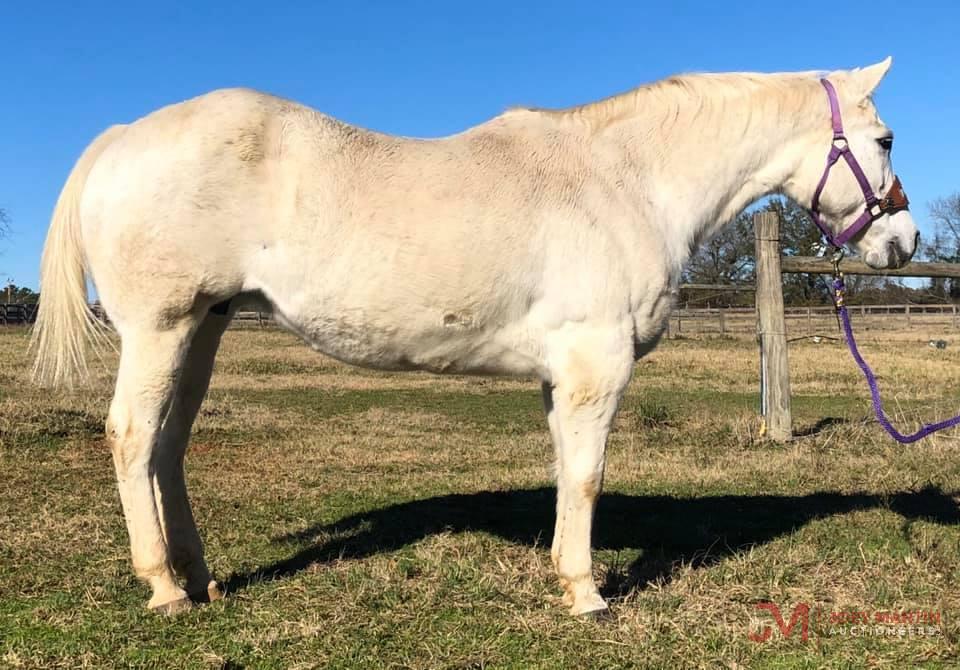 GSW Poco Peppy 2001 Grey AQHA Mare (Holey San Prom X Lenas Ute Banker)