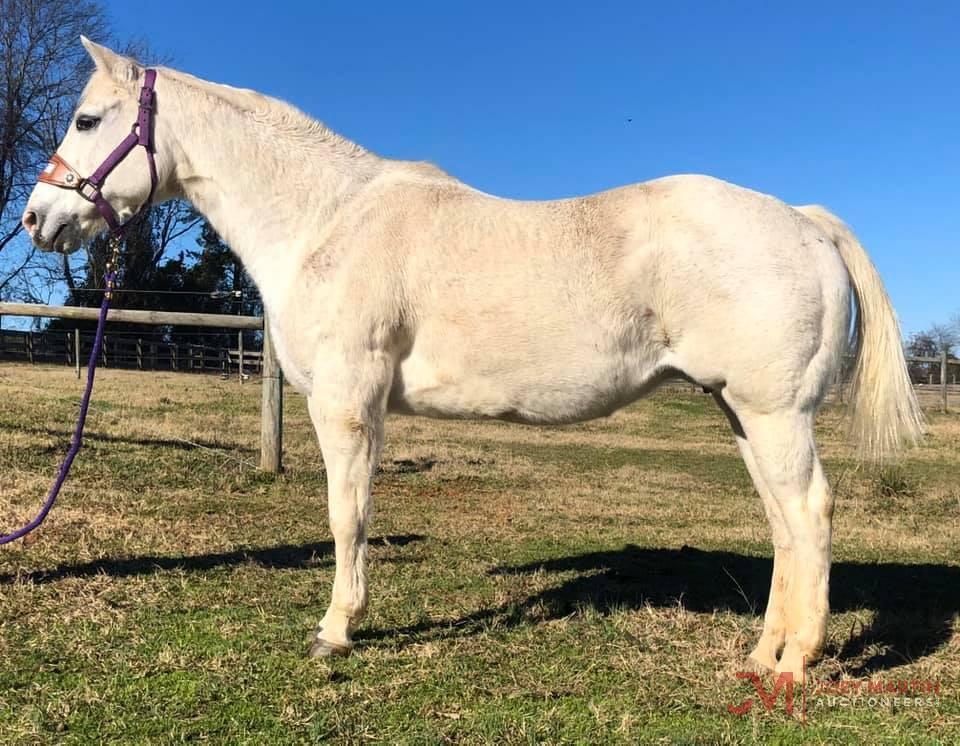 GSW Poco Peppy 2001 Grey AQHA Mare (Holey San Prom X Lenas Ute Banker)