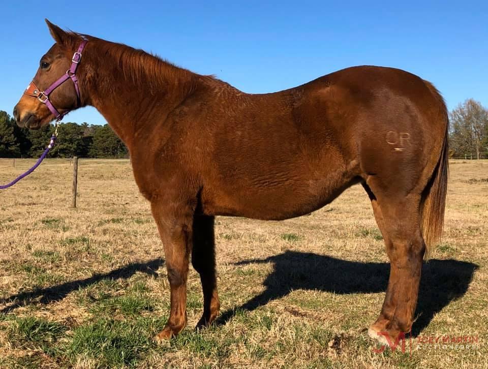 Miss Bravolena Smoke 1999 Chestnut AQHA Mare (Bravolena X Ms Gunsmoke Mccue)