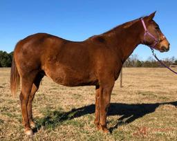 Miss Bravolena Smoke 1999 Chestnut AQHA Mare (Bravolena X Ms Gunsmoke Mccue)