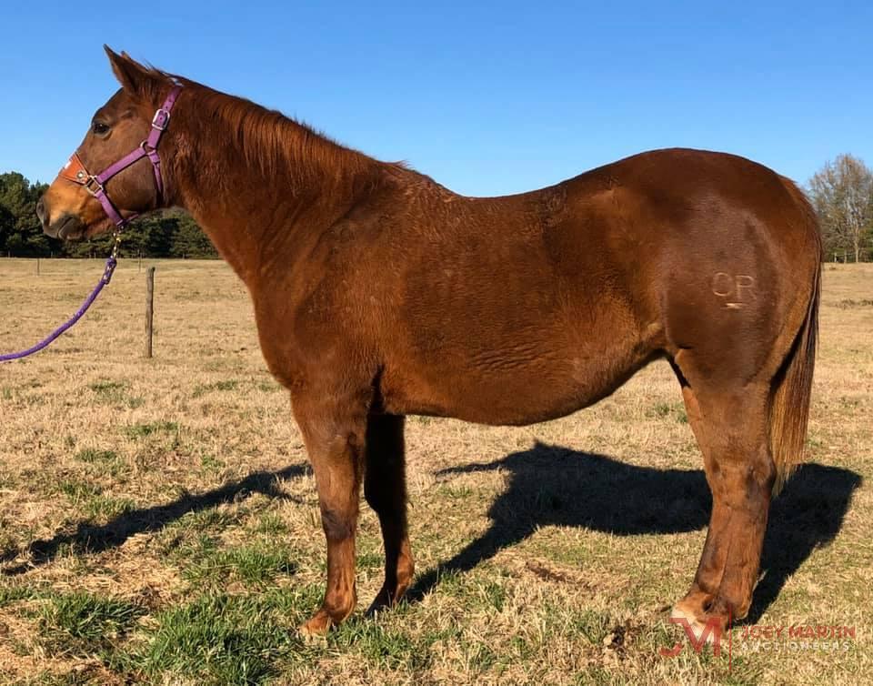 Miss Bravolena Smoke 1999 Chestnut AQHA Mare (Bravolena X Ms Gunsmoke Mccue)