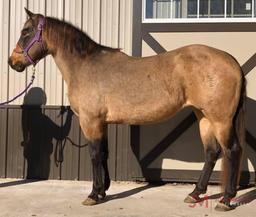 Grade Buckskin Mare