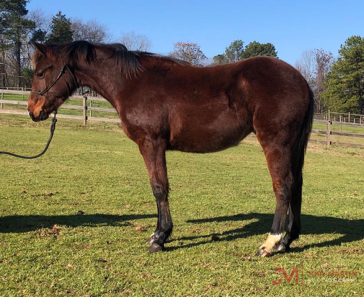 2019 BAY FILLY BY NRR CAT KING COLE