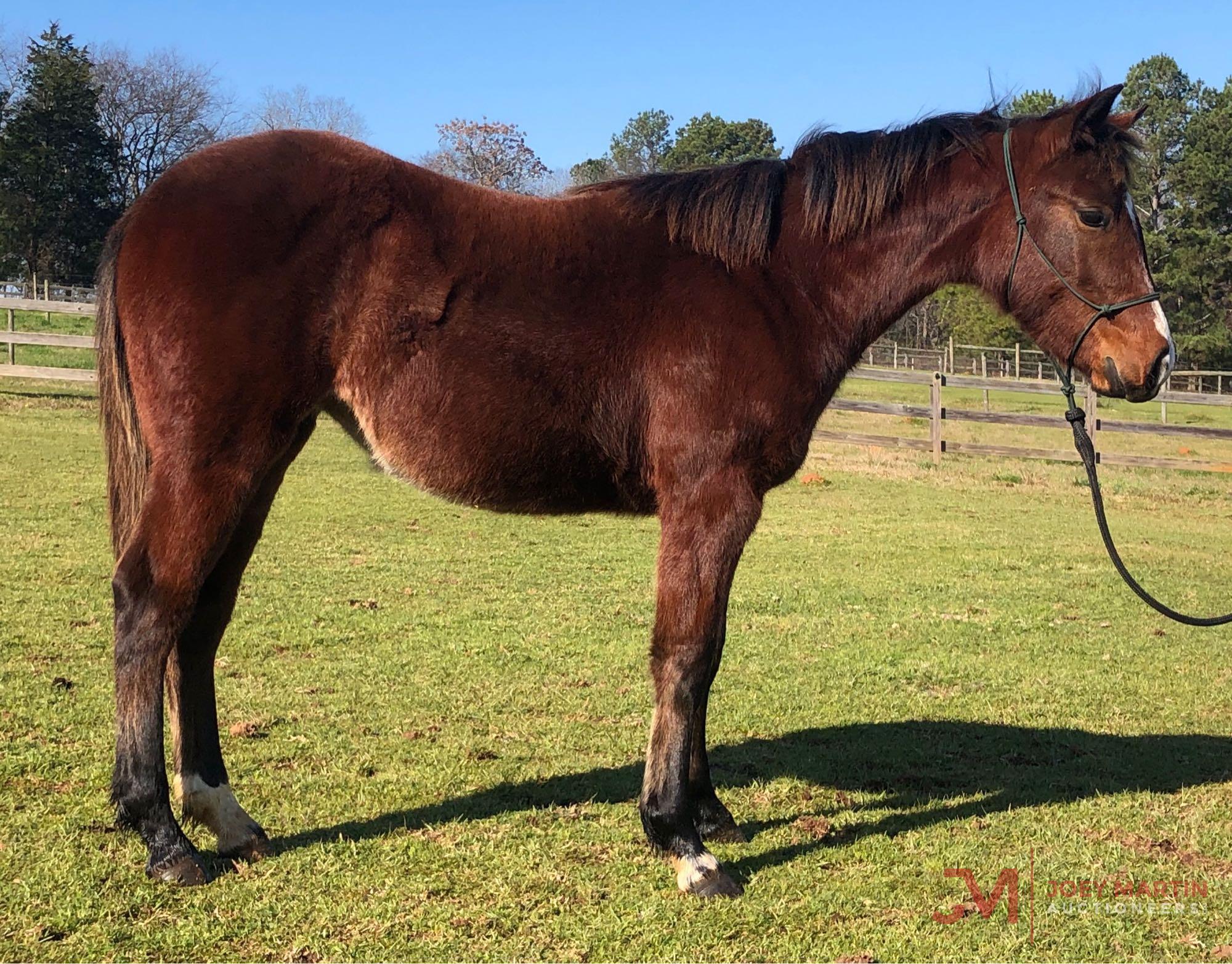 2019 BAY FILLY BY NRR CAT KING COLE