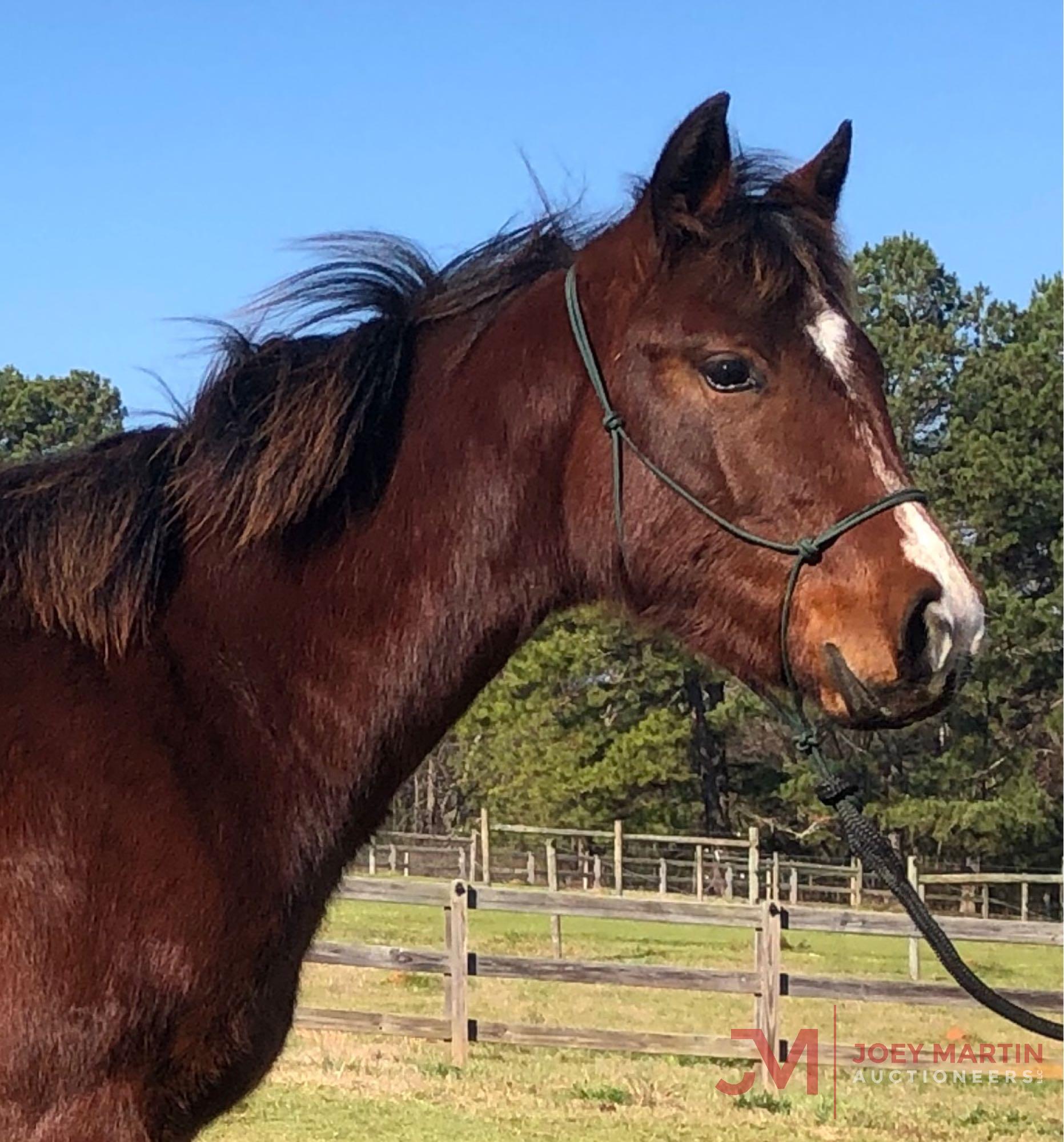 2019 BAY FILLY BY NRR CAT KING COLE