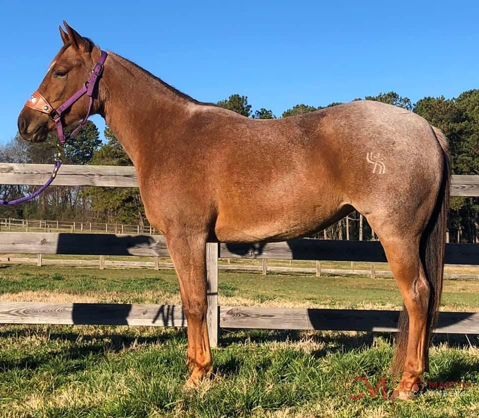 TS Sweet Lil Jules 2017 Red Roan AQHA Mare (Sweet Lil Pepto X Meradas Kiwi)