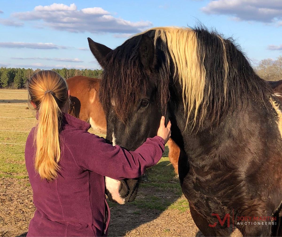 Oreo - BIG Spotted Percheron Cross