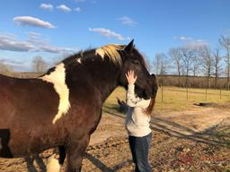 Oreo - BIG Spotted Percheron Cross