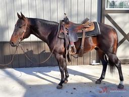 Hursts Little Doc 2015 Bay AQHA Stallion (Southerns Peptocat X Melody Of Sugar) NCHA Money Earner