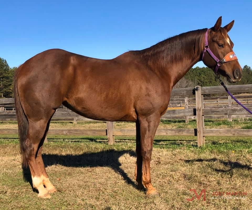 Docs Peppy Firefly 2013 Sorrel AQHA Mare (Spooks Bluestem X Junetta Olena)