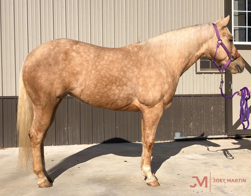 Wimpsical Serenade 2016 Palomino AQHA Mare (Wimpys Little Step X Gunners Serenade)