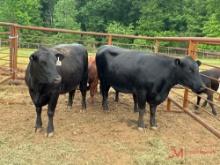 (2) BLACK COW/CALF PAIRS