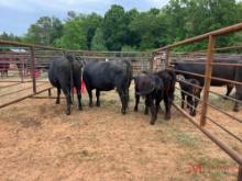 (2) BLACK COW/CALF PAIRS