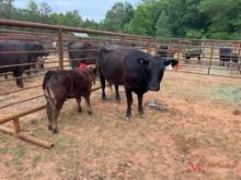 (1) BLACK COW/CALF PAIR