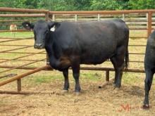 (1) BLACK BRED COW