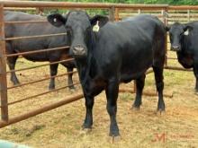 (1) BLACK BRED COW