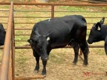 (1) BLACK BRED COW