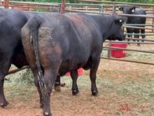 (1) BLACK BRED COW