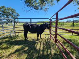 109 - COW # 108 STEER