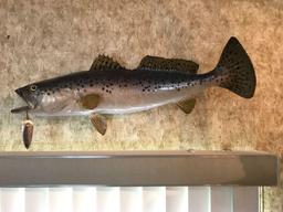 (3) Speckled Trout