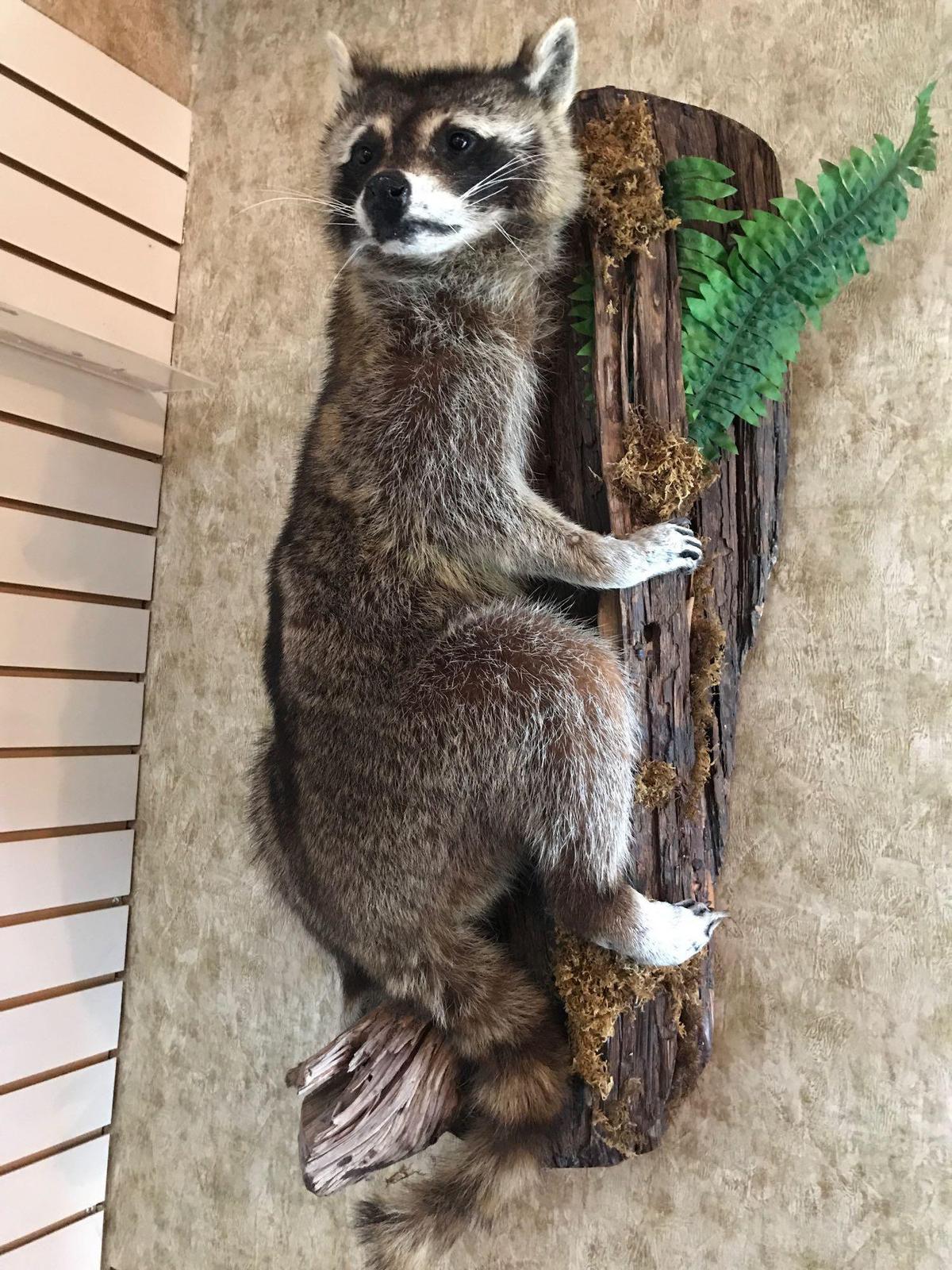 Raccoon, full body, wall mounted