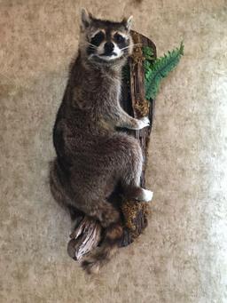 Raccoon, full body, wall mounted