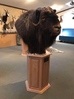 Musk Oxen