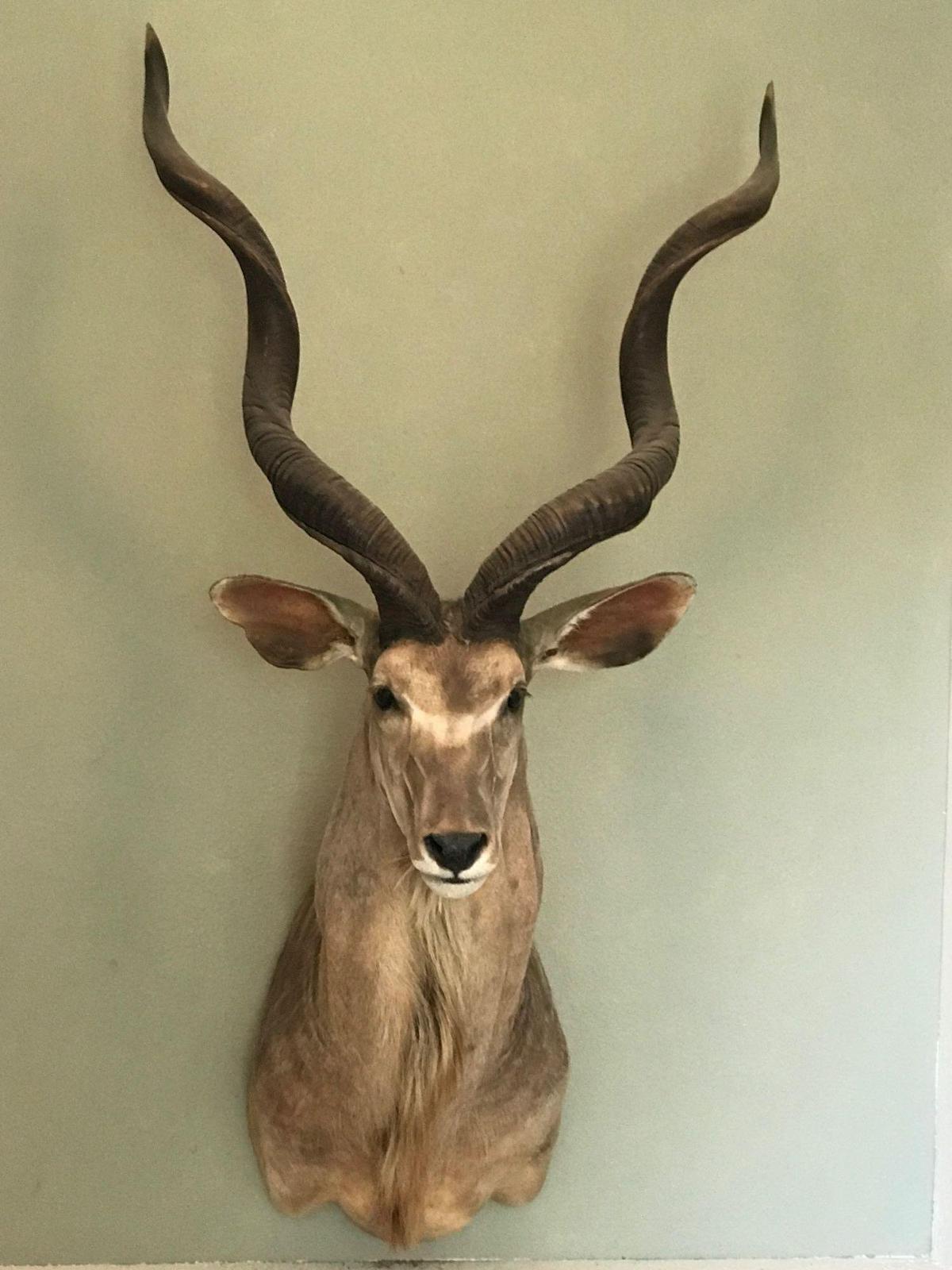 Kudu