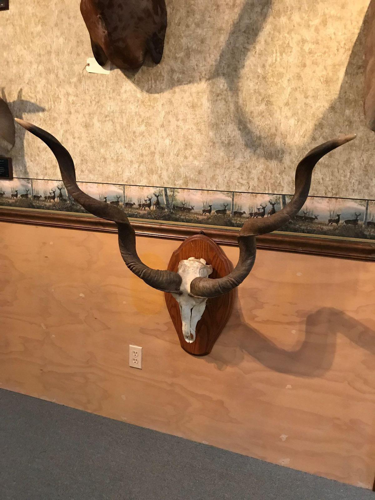 Kudu skull and horns