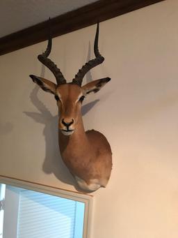 Impala, left facing wall mount