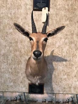 Mountain Reedbuck