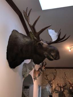 Eastern Canada Moose