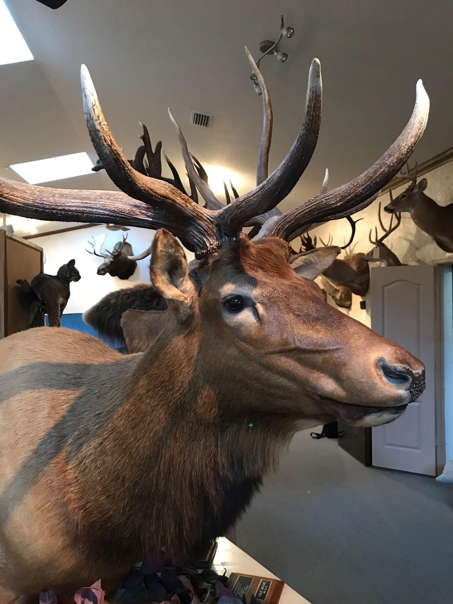 Rocky Mountain Elk