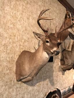 White Tail Deer