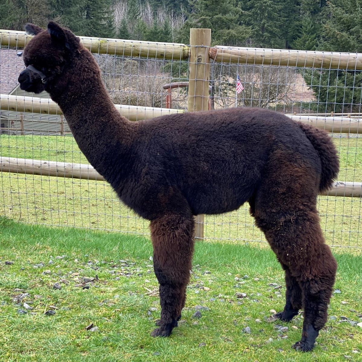 LibertyAlpacas Devotion