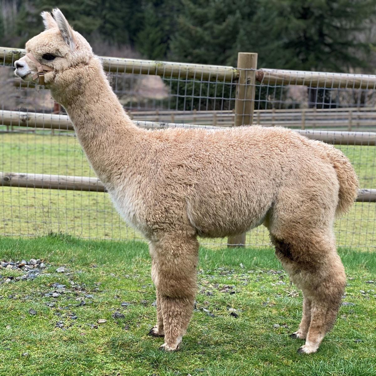 LibertyAlpacas Allegiance