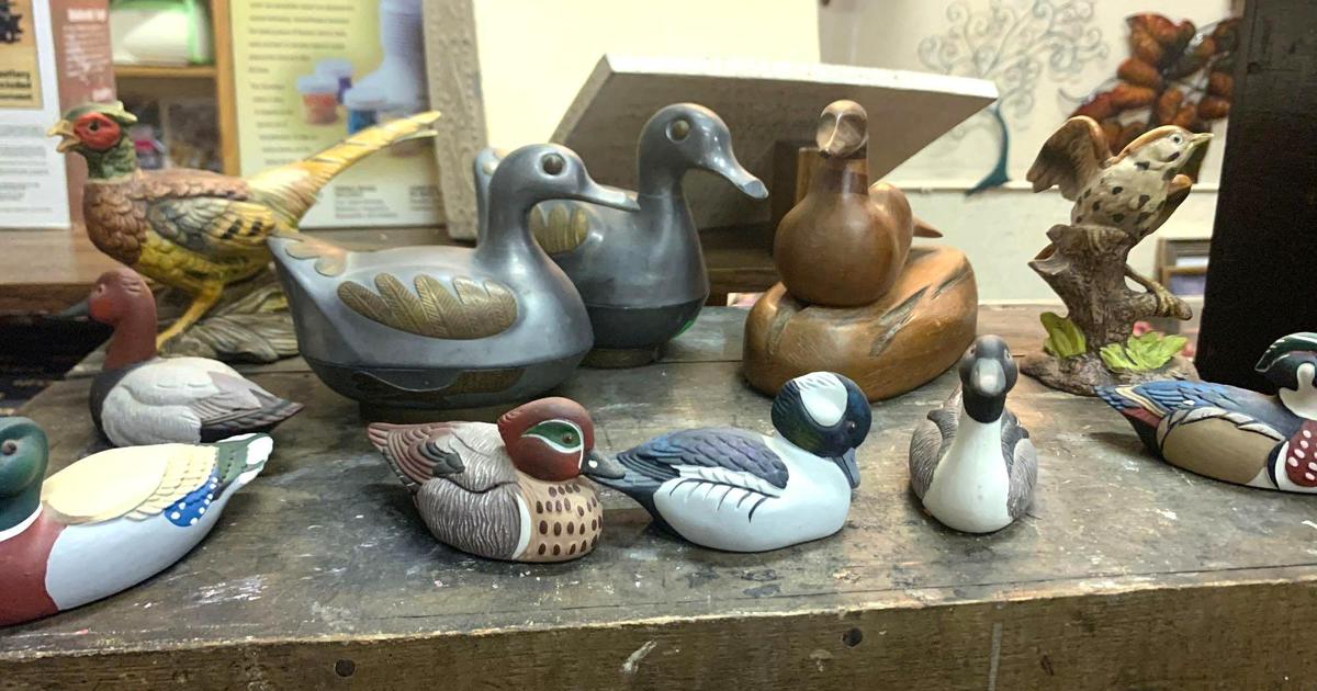 Lot of Birds- Mostly Ducks