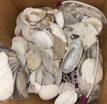 Box Full of Sea Shells and Sand Dollars